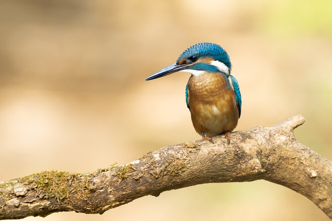 Bird Watching Private Tour in Copenhagen - Booking details, meeting points, and flexibility