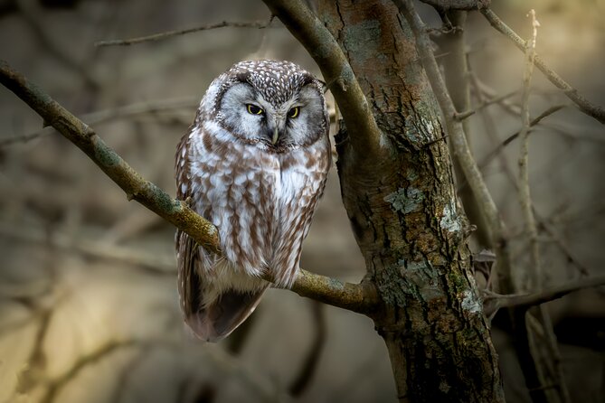 Bird Watching Private Tour in Copenhagen - Choosing between the northern and southern areas