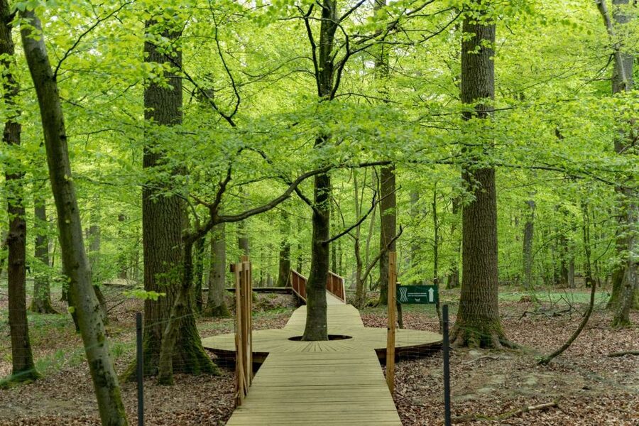Copenhagen: The Forest Tower & Forgotten Giants Trolls Trip - Who will get the most from this outing