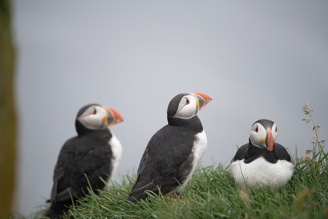 Mykines Private Hike and Tour Adventure - Key points to know before booking