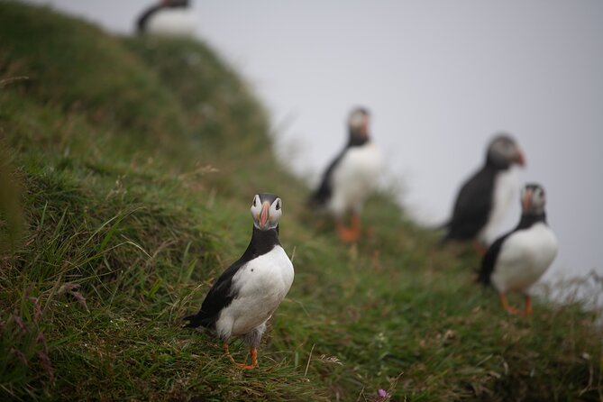 Mykines Private Hike and Tour Adventure - Why Mykines is one of the Faroe Islands’ special days out