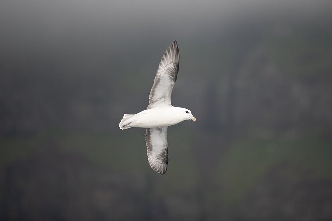 Mykines Private Hike and Tour Adventure - The climb to the puffin colony
