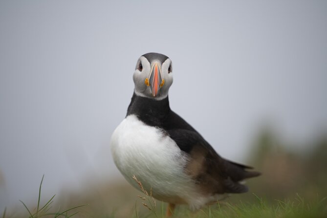 Mykines Private Hike and Tour Adventure - Meeting puffins at close range